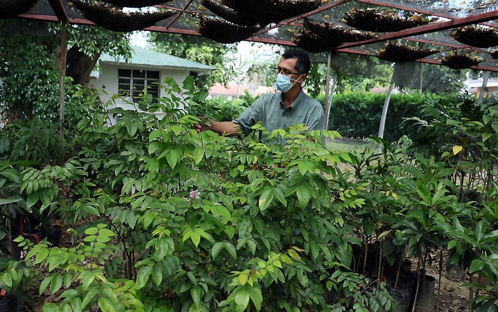 Een bananenplantage in Honduras. beeld EPA, German Reyes