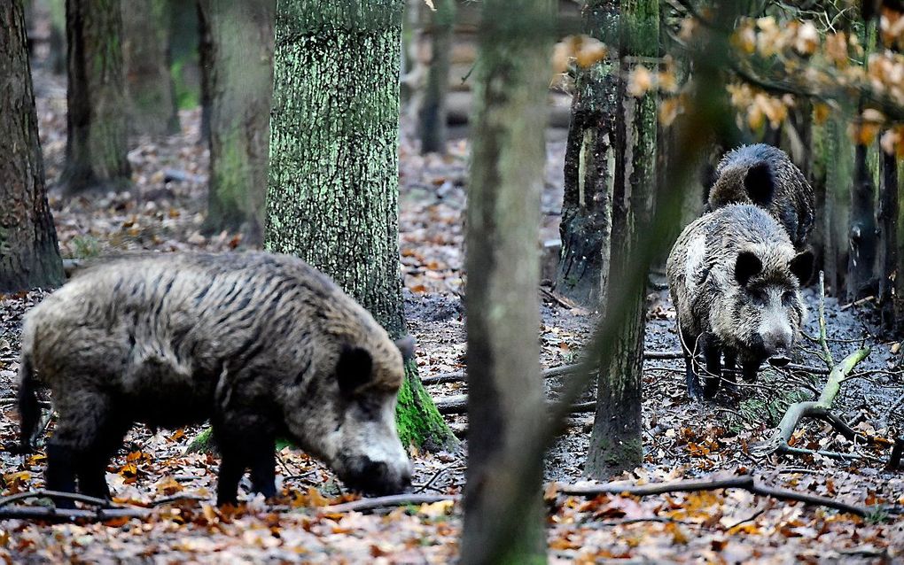 De meeste botsingen met een hert, zwijn of ander (wild) dier kwamen voor in de provincie Gelderland. beeld AFP, Tobias Schwarz