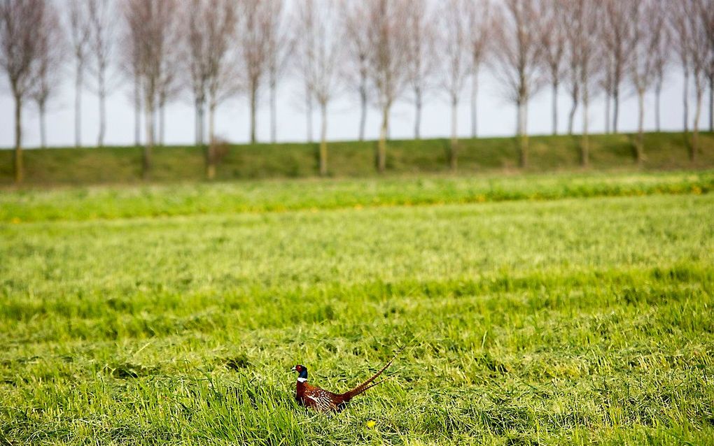 De Hedwigepolder in 2014. beeld ANP, Arie Kievit