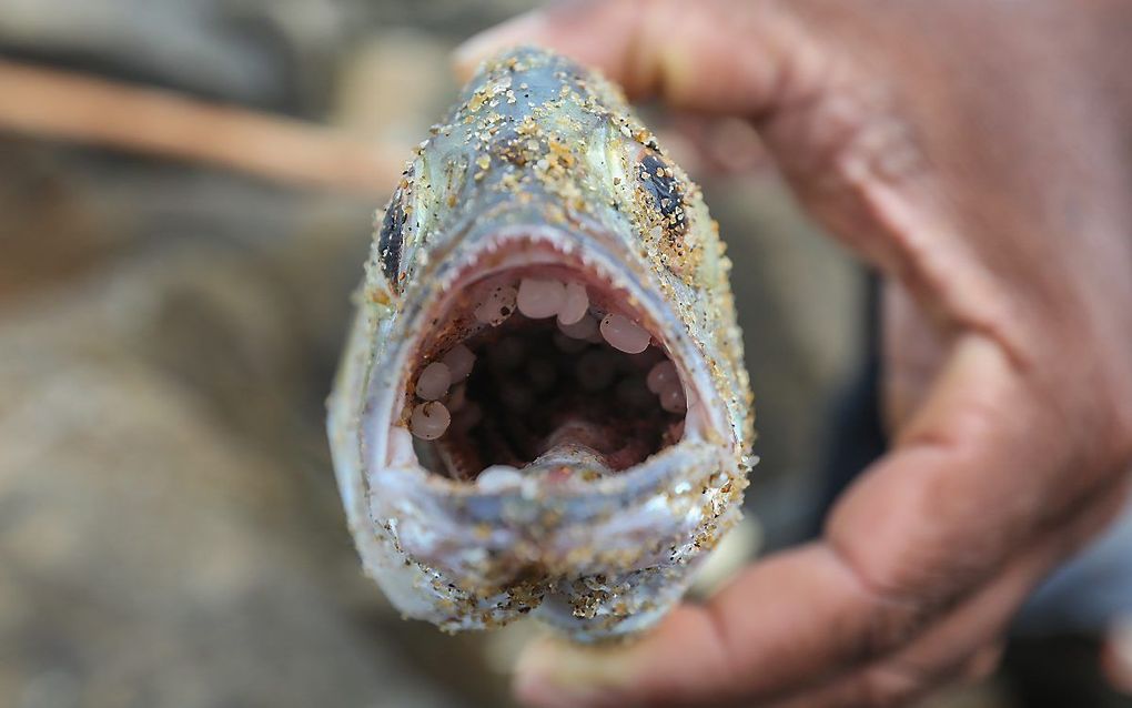 Dode vis met plastic in zijn bek. beeld EPA, Chamila Karunarathne