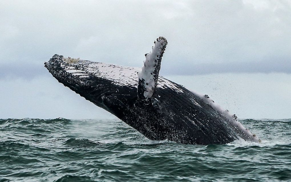 Een bultrugwalvis nabij Columbia. beeld AFP, Miguel Medina