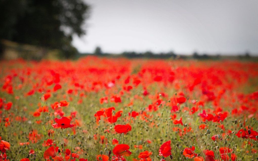 Nederland kleurt rood. beeld RD, Henk Visscher