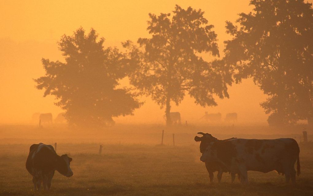 Landschap in de Gelderse Vallei. beeld Natuurfotografie Fed van Wijk