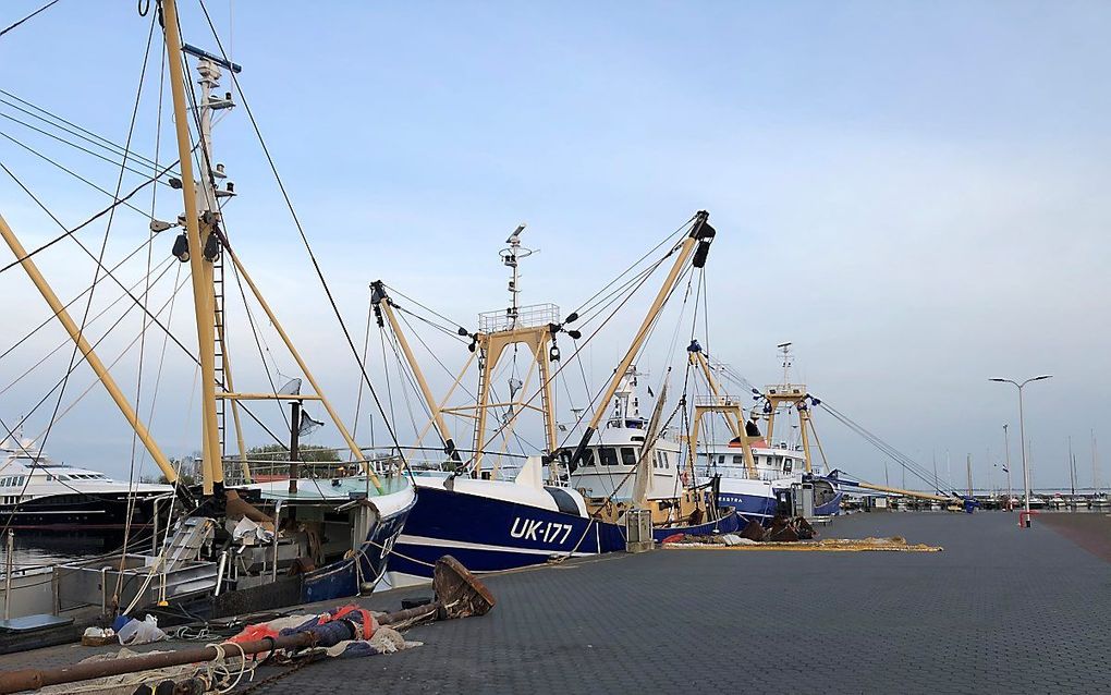 Noordzeekotters in de haven van Urk. beeld RD