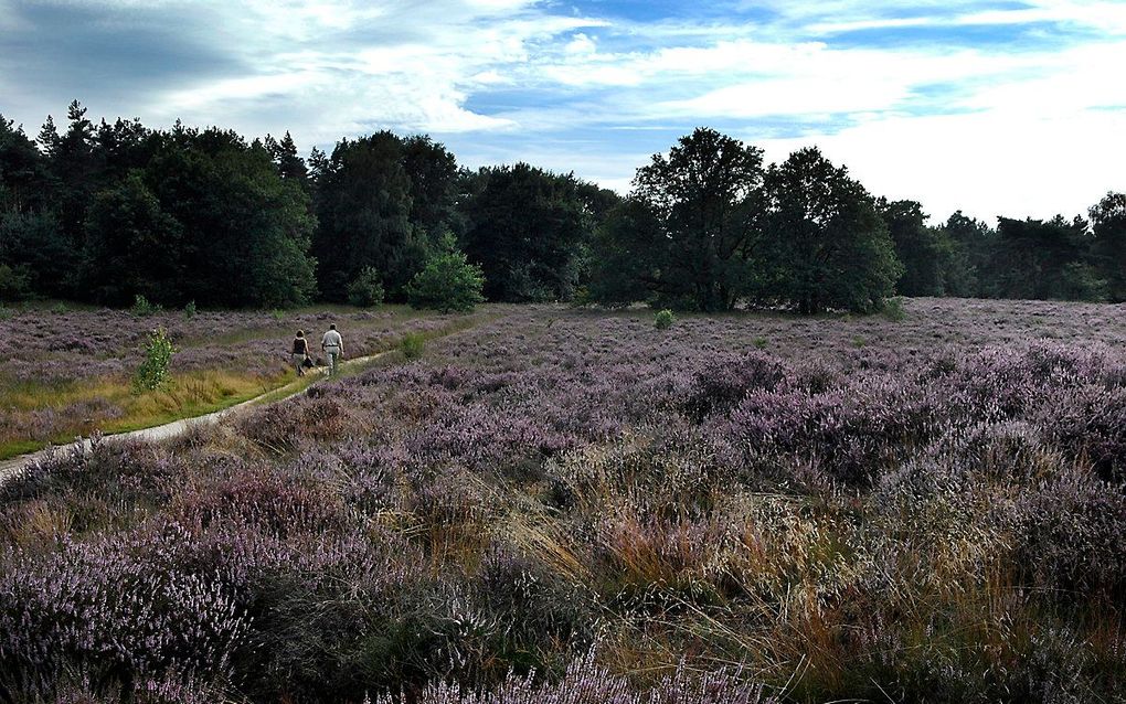 Hoge Veluwe. beeld ANP, PETER WIJNANDS