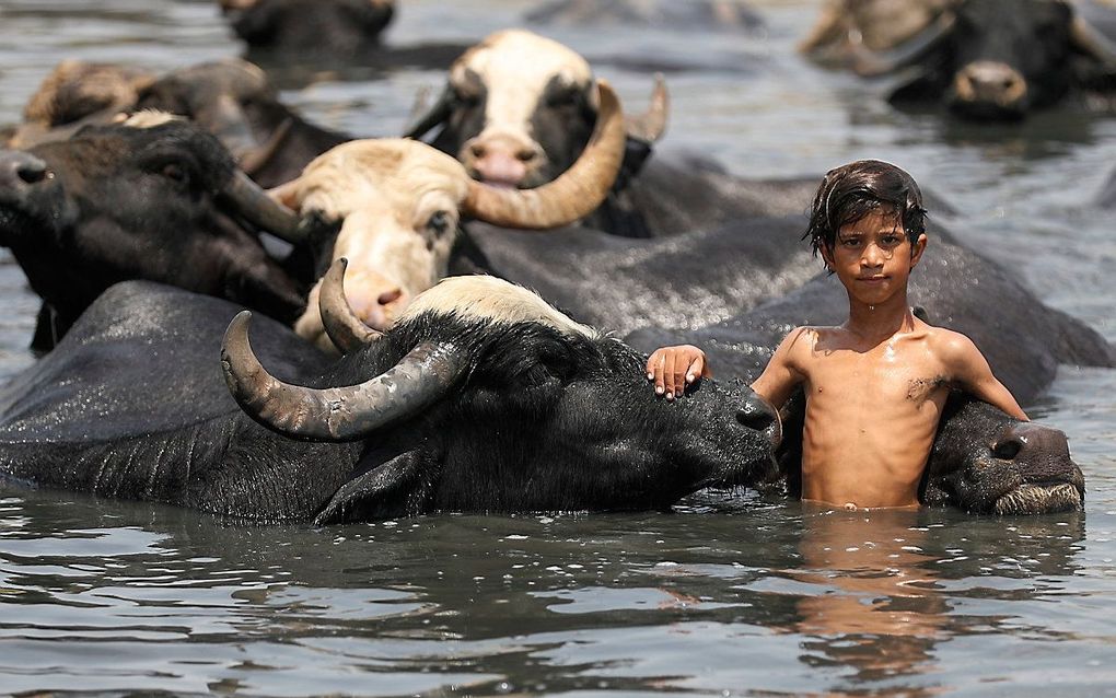 Een Iraaks jongetje zwemt met een kudde waterbuffels in de Diyalarivier. Veehouders en boeren hebben er te maken met een hittegolf die voor grote watertekorten zorgt. beeld AFP, Ahmad al-Rubaye