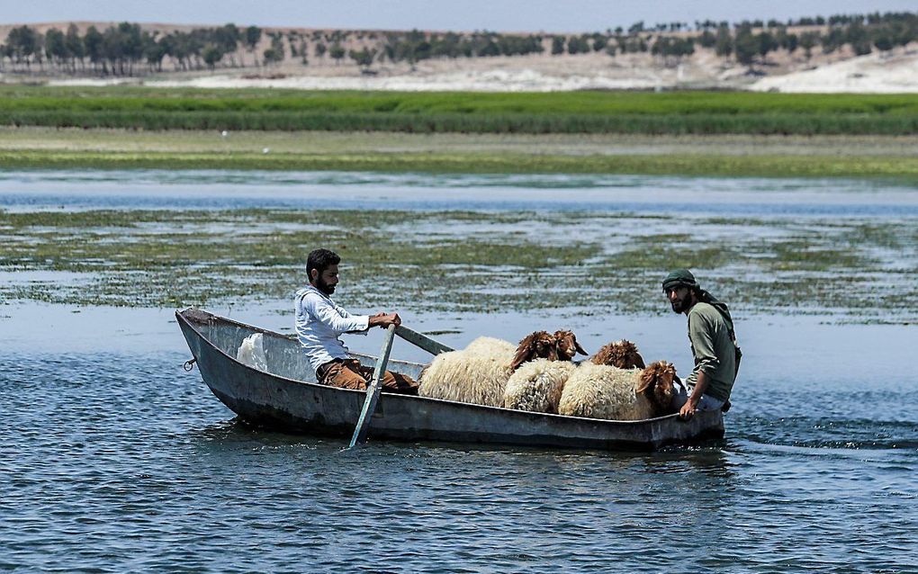 Twee mannen vervoeren schapen in een roeiboot over het Assadmeer, een stuwmeer in de rivier de Eufraat in het noorden van Syrië. De regio kampt met lage waterstanden. Voor miljoenen mensen in het gebied - veelal Koerden - dreigt daardoor gebrek aan water en elektriciteit. beeld AFP, Delil Souleiman