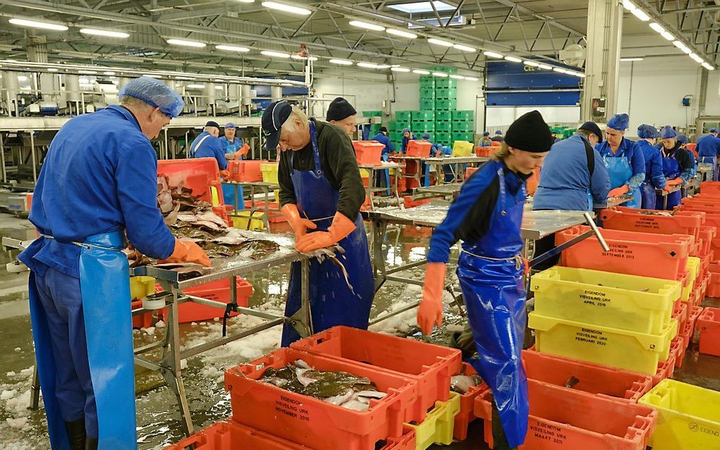 Vissorteerders aan het werk in de afslag van Urk. beeld Sjaak Verboom