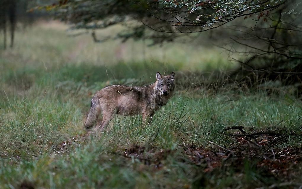 Onderzoekers verwachten dat er zich in Nederland meer wolven blijvend zullen vestigen, schrijven ze in een rapport dat woensdag verscheen. Foto: een wolf op de Veluwe. beeld ANP, Otto  Jelsma