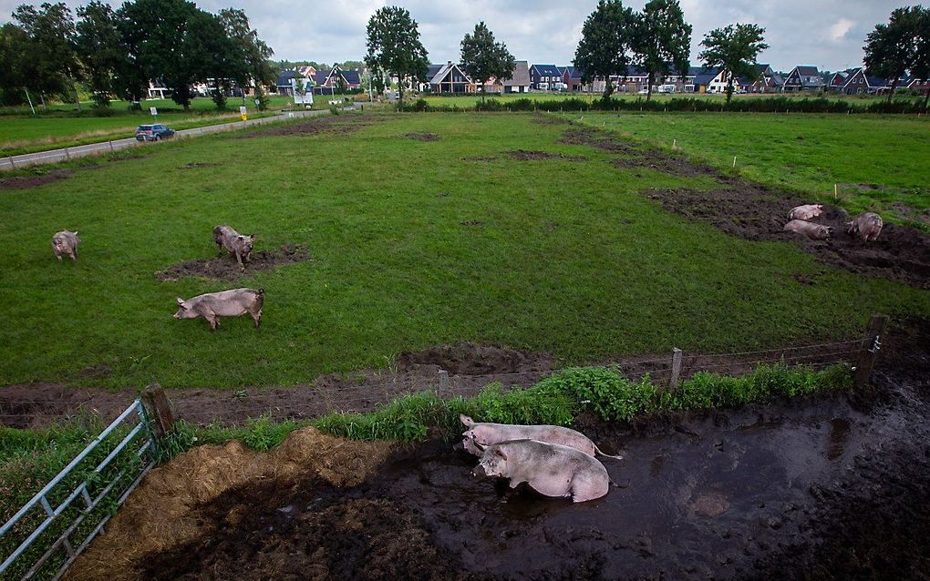 beeld ANP, Vincent Jannink