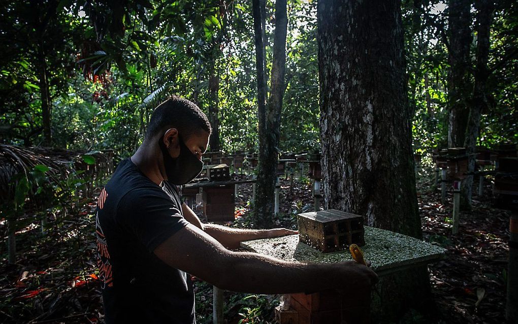 Bijenhouder in Brazilië. beeld EPA, Andre Coulho