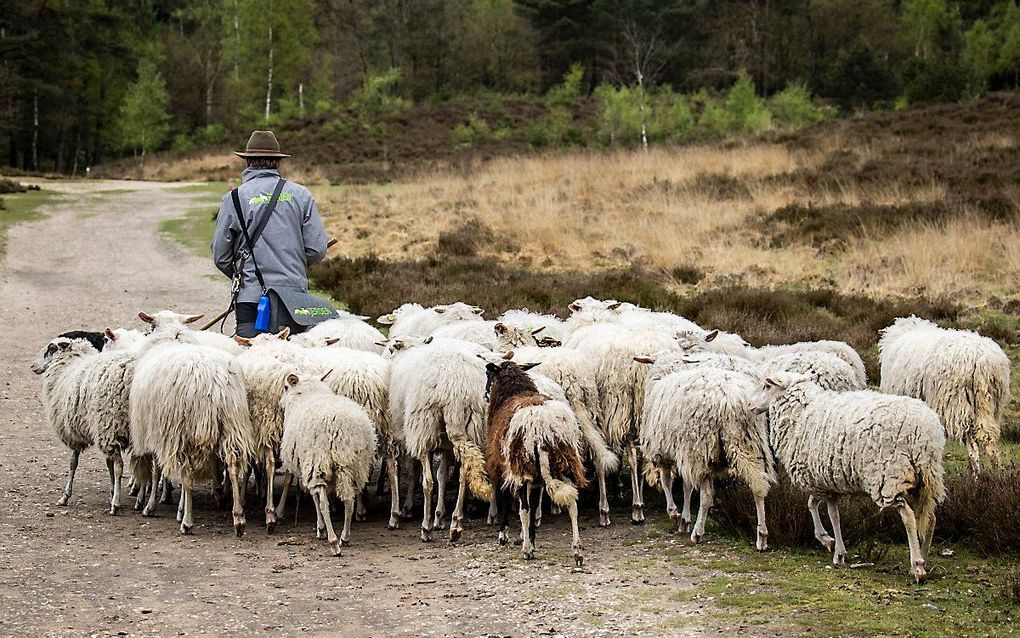 Schaapskudde op de Veluwe. beeld ANP, Vincent Jannink