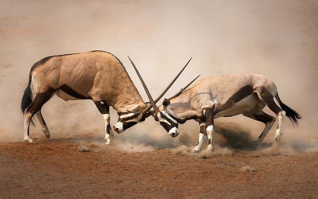 beeld Getty Images / iStock