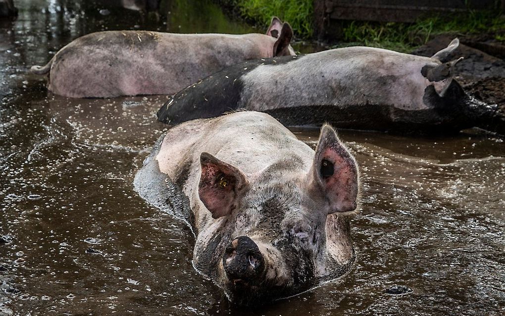 beeld ANP, Vincent Jannink