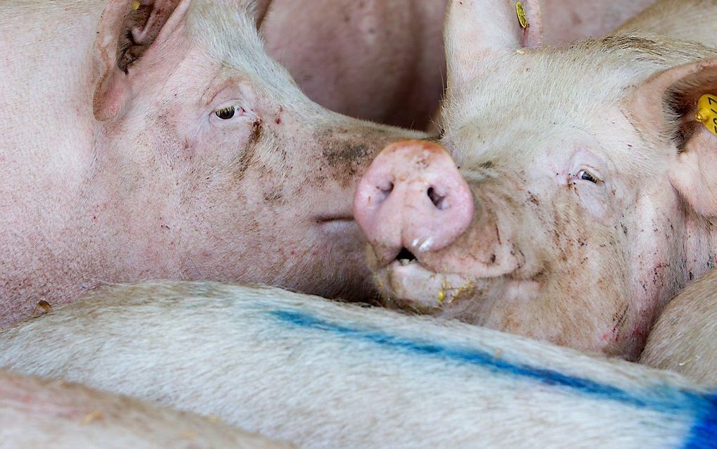 Mest werd als mest van vleesvarkens verkocht. beeld RD, Anton Dommerholt