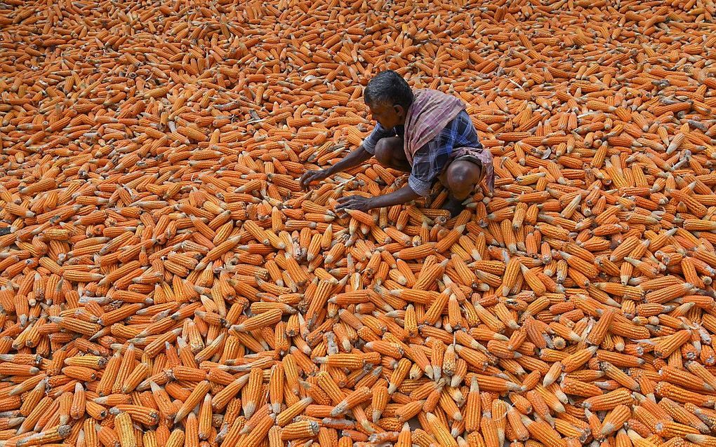 Een boer verspreidt geoogste maïs om te drogen aan de rand van Bangalore. beeld AFP, Manjunath Kiran