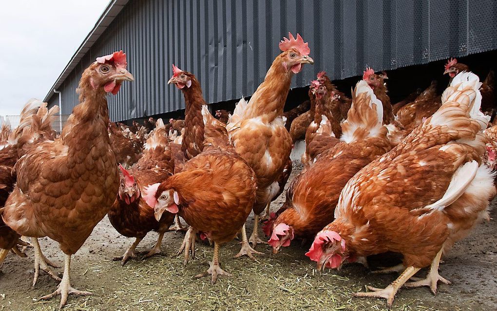 Kippen moeten in Nederland al sinds 26 oktober verplicht binnen blijven vanwege het rondwarende vogelgriepvirus. beeld ANP, Olaf Kraak