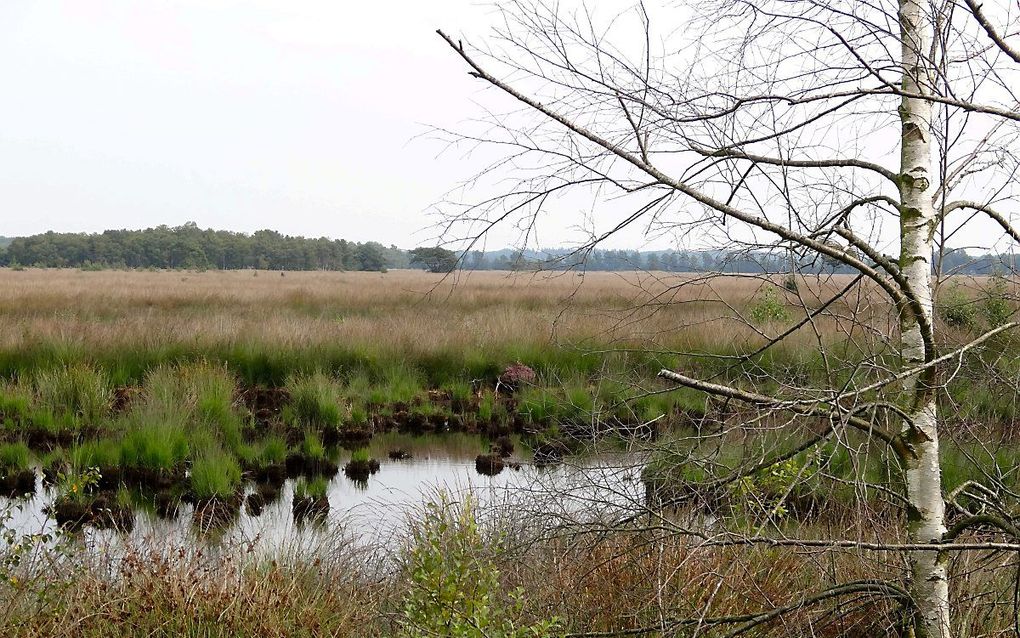 Het Wierdense Veld met zijn veenlandschap vormt een laatste link met ons gedeelde verleden.  beeld Wikimedia Commons