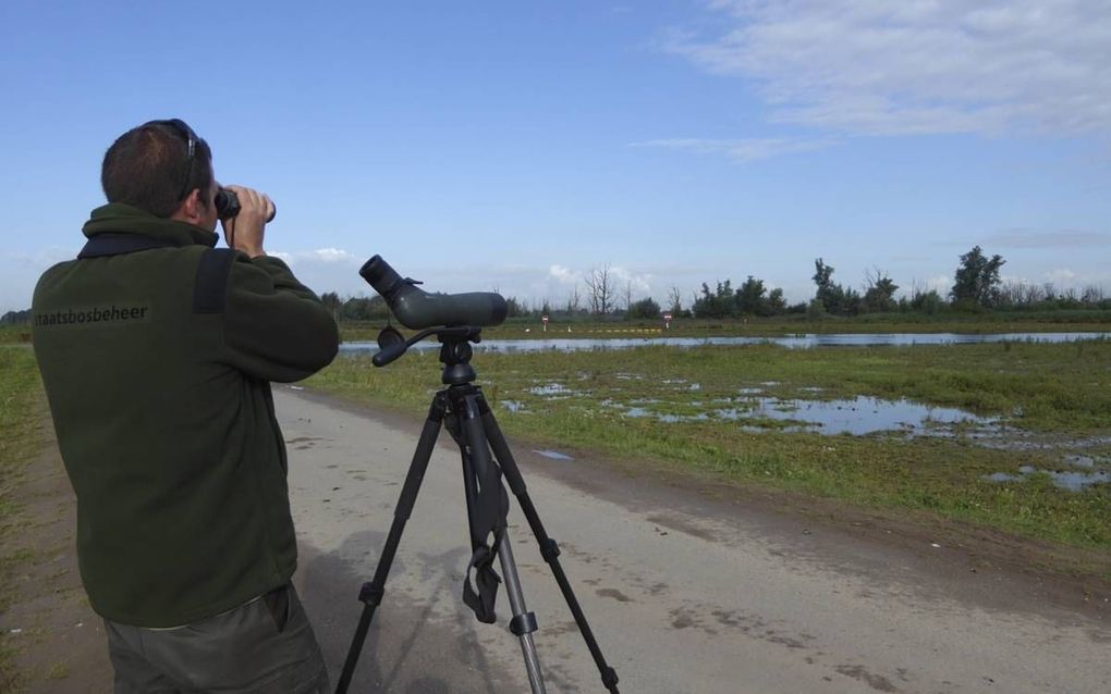 WERKENDAM. Boswachter Thomas van der Es onderzoekt de omgeving van het arendsnest. Uiterst rechts op de foto bevindt zich het nest, in een dode boom net boven het struikgewas. De daar dichtbij zittende visarend is op de foto niet te zien. beeld Kees van R