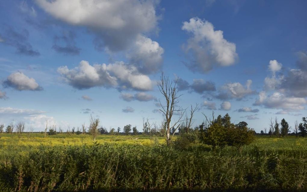 LELYSTAD. Treinreizigers tussen Lelystad en Almere hebben een schitterend uitzicht op het natuurgebied Oostvaardersplassen.  beeld NS