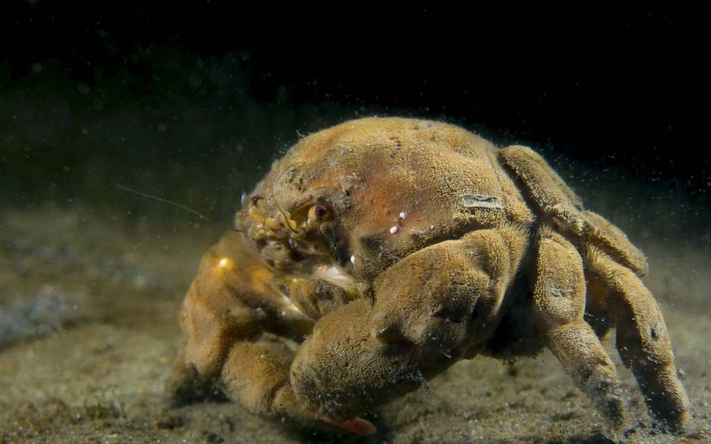 ZIERIKZEE. De wolkrab dankt zijn naam aan een bruinrode, fluweelachtige beharing. Twee duikers ontdekten het dier bij de Zeelandbrug in de buurt van Zierikzee. beeld Vilda, Reindert Nijland