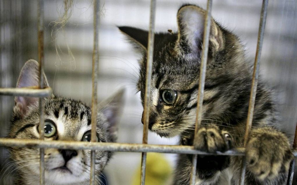 DEN HAAG. Twee jonge katten kijken in het dierenasiel in Den Haag door de tralies naar de vrije buitenwereld.   beeld ANP, Inge van Mill