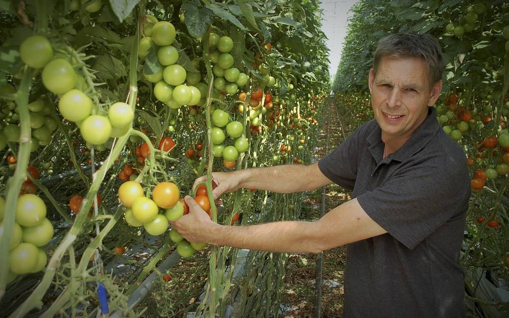 Tomatenteler Peter Duijvestijn in de kassen van Duijvestijn Tomaten  in Pijnacker. beeld Gerard ten Voorde