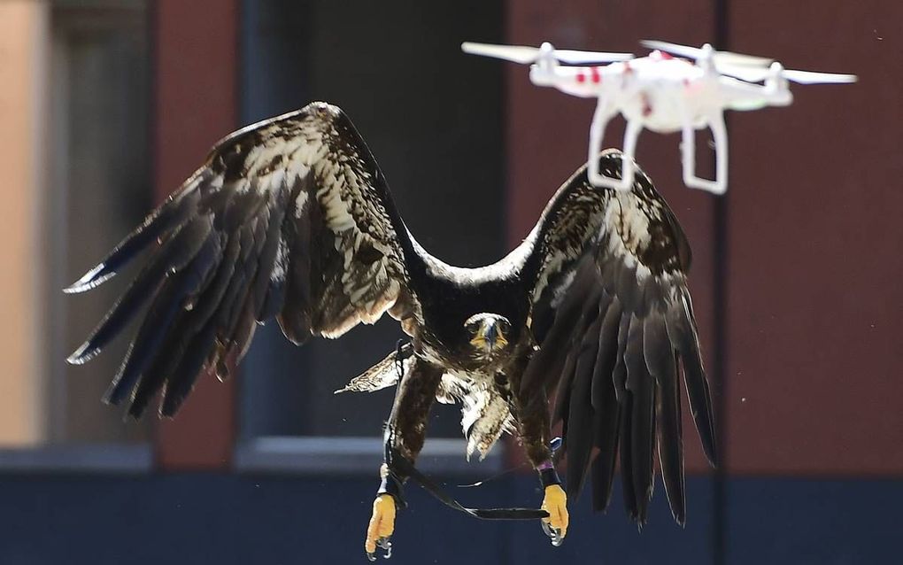 Roofvogel vangt drone. beeld AFP, Emmanuel Dunand