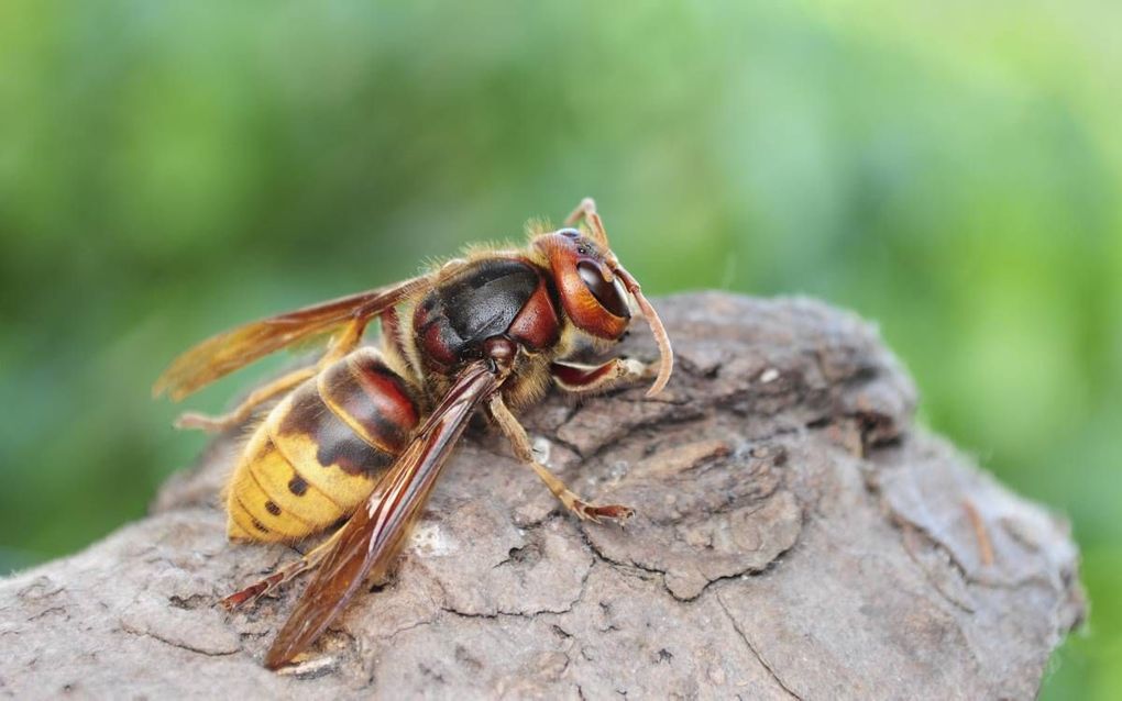 Een hoornaar is behalve aan zijn grootte te herkennen aan de rode vlekken op zijn lijf en het luide zoemen. beeld Fotolia