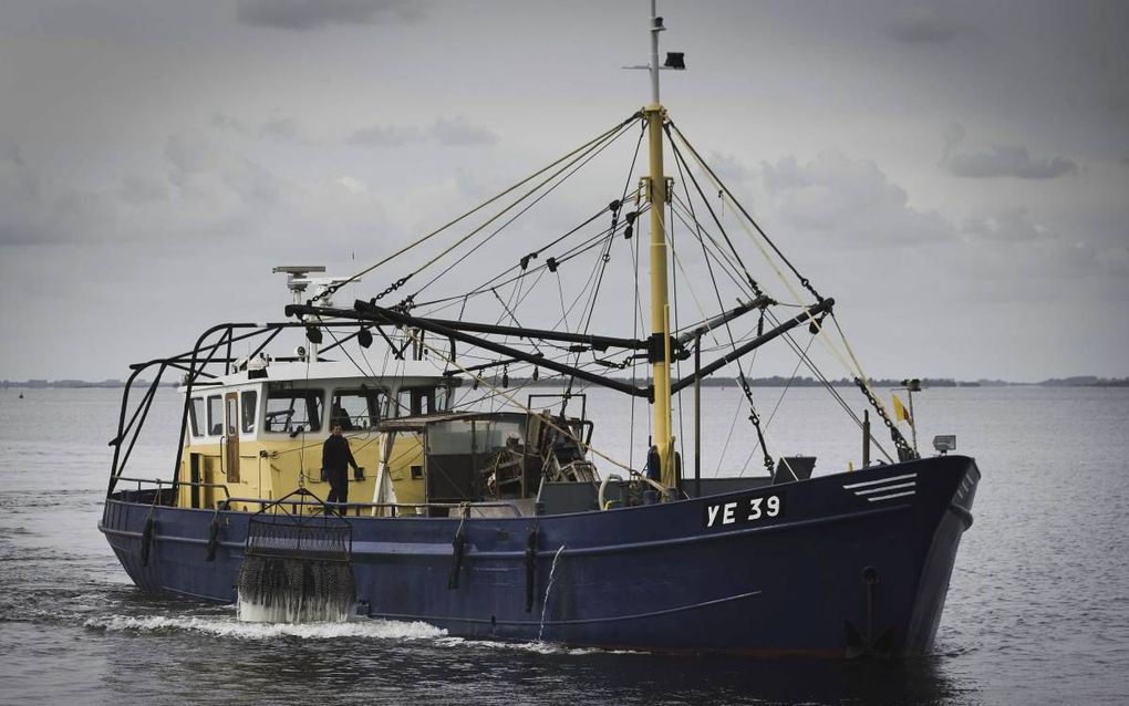 De eerste oesters werden maandag uit de Grevelingen gesleept. beeld ANP, Evert Jan Daniëls