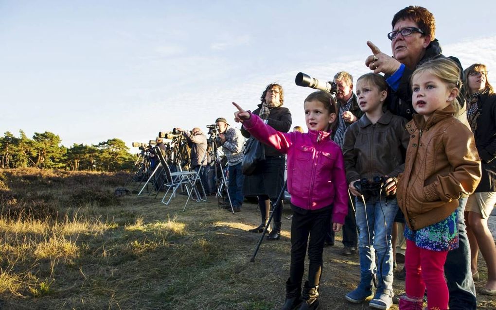 De bronst van de edelherten die elk najaar plaatsvindt op de Hoge Veluwe trekt grote belangstelling. De Veluwe wil in 2025 de meest gastvrije toeristische bestemming van Nederland zijn. beeld ANP, Marten Van Dijl