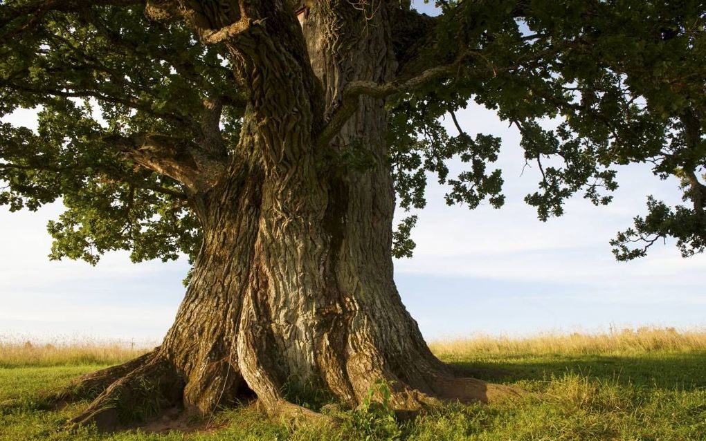beeld iStock