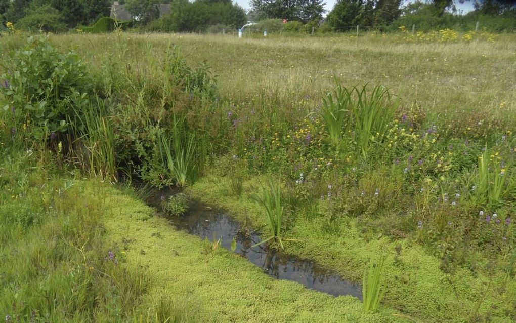 Watercrassula is een klein plantje dat zich zeer snel vegetatief voortplant. beeld Kees van Reenen