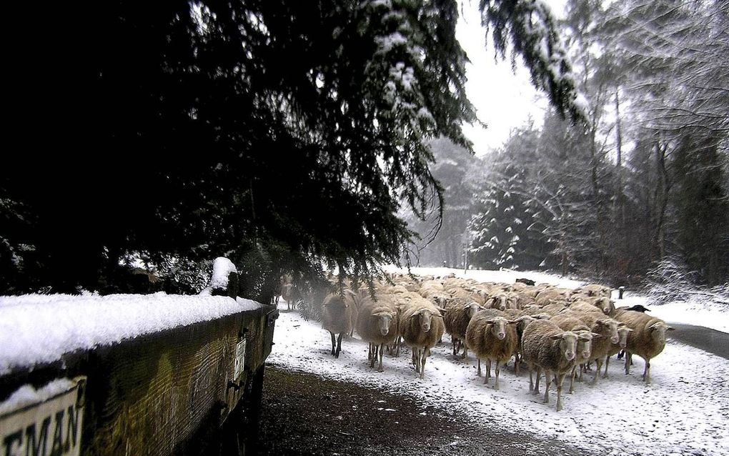 Sneeuwschapen. beeld Christien Mouw