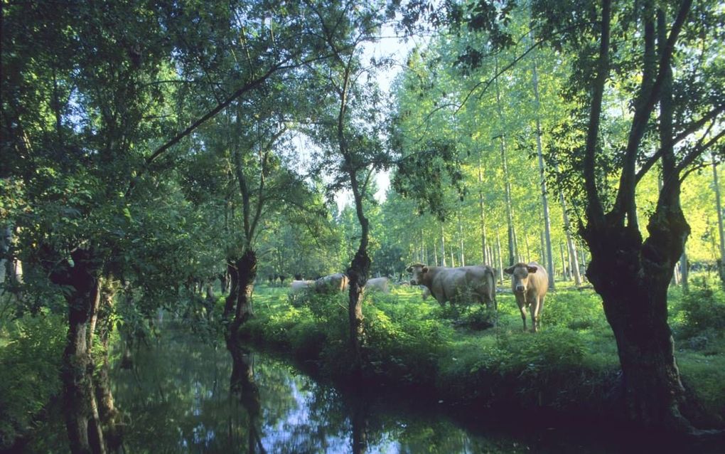 Runderen in de moerasweiden. beeld Atout France/Fabrice Milochau