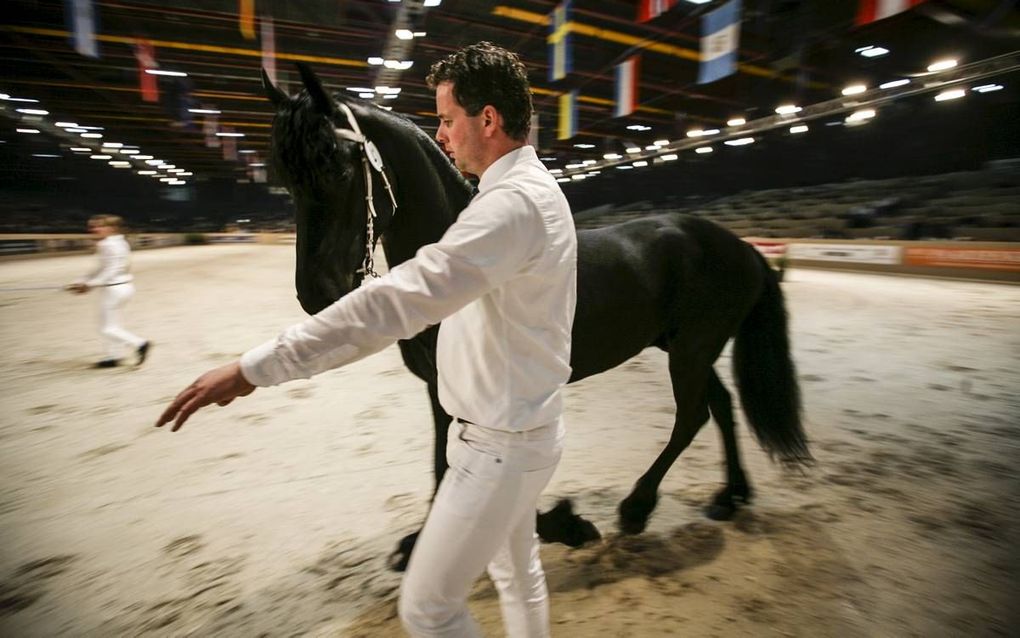 Een hengst tijdens de keuring op vrijdag. beeld Maarten Boersema