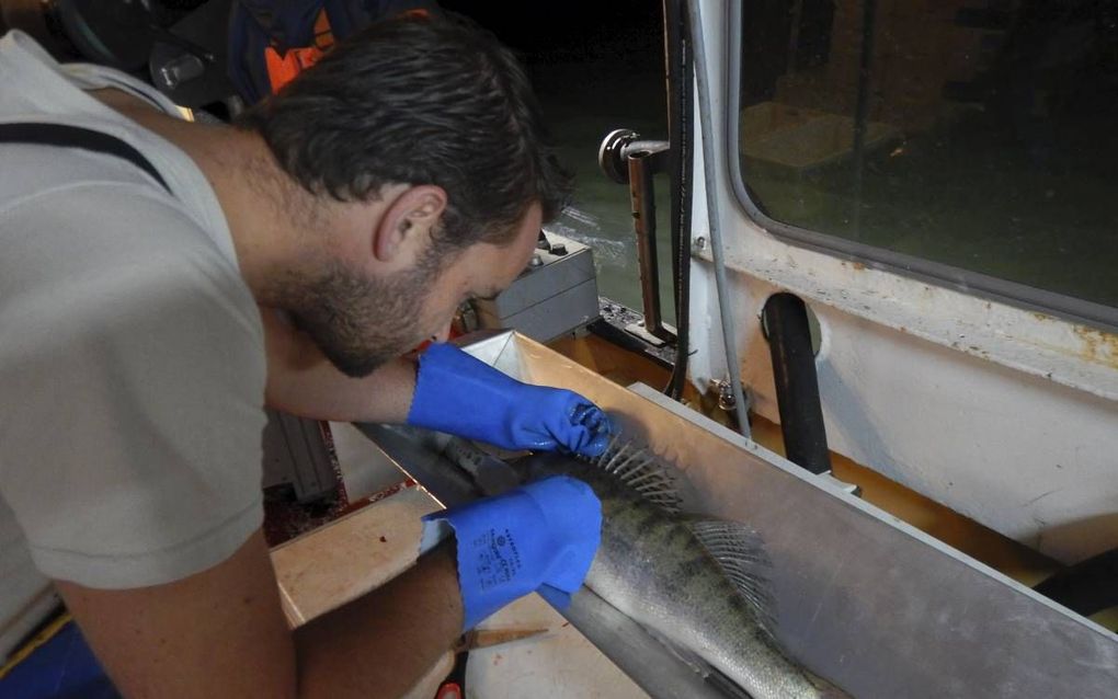 WAGENINGEN. Afgelopen jaar gingen onderzoekers van Wageningen Marine Research voor het eerst met IJsselmeervissers het water op voor zogeheten marktbemonsteringen. Foto: onderzoeker Michiel Dammers meet aan boord van een kotter een gevangen vis op. beeld 