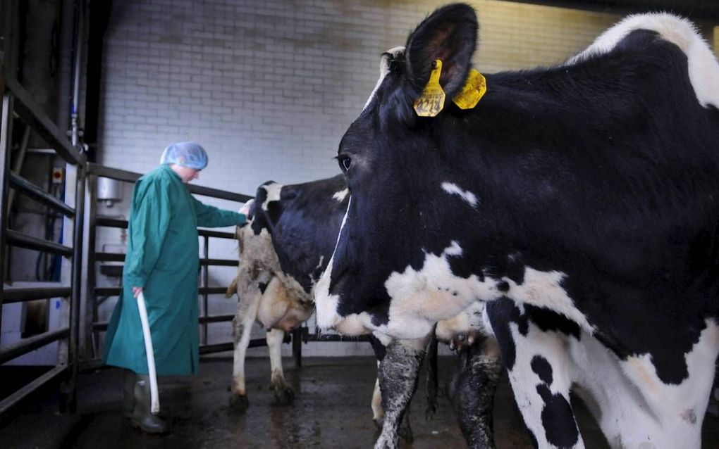 Dit jaar zullen vanwege de aanpak van het fosfaatoverschot in Nederland 160.000 koeien worden geslacht, waaronder duizenden drachtige dieren. De enige wettelijke beperking aan het slachten van drachtige koeien is dat transport in de laatste maand van de d