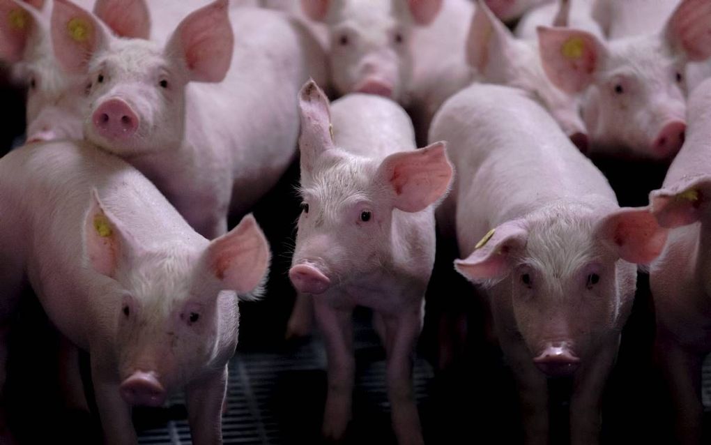 „Voordat de varkenshouders kunnen stoppen met knippen, moet er eerst zekerheid zijn dat de dieren niet in elkaars staarten gaan bijten.” beeld ANP, Sander Koning