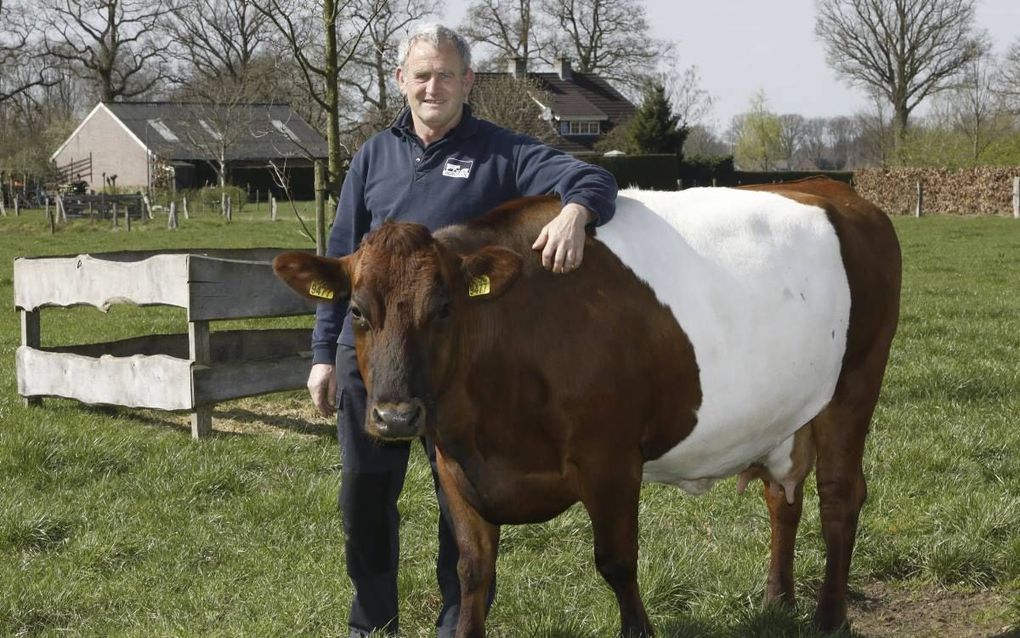 Melkveehouder Bert Smallegoor uit IJzevoorde bij Doetinchem moet tien Lakenvelders verkopen. Hij weigert de raskoeien te laten slachten. De Achterhoekse boer heeft voor in totaal 82 koeien fosfaatrechten. beeld VidiPhoto