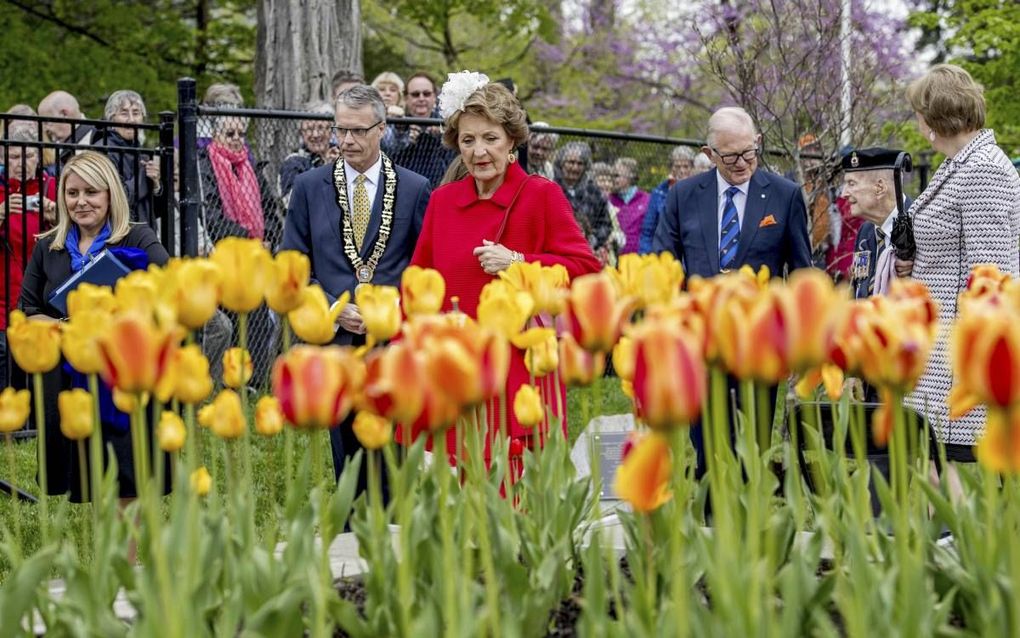 Veel tulpen in Burlington.  beeld ANP, Robin Utrecht