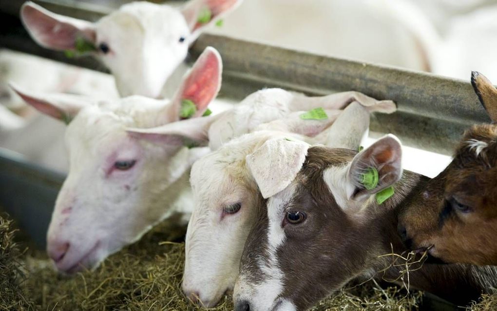 Q-koorts verspreidde zich tussen 2007 en 2011 vanaf een geitenboerderij in Herpen (Noord-Brabant). beeld ANP, Lex van Lieshout