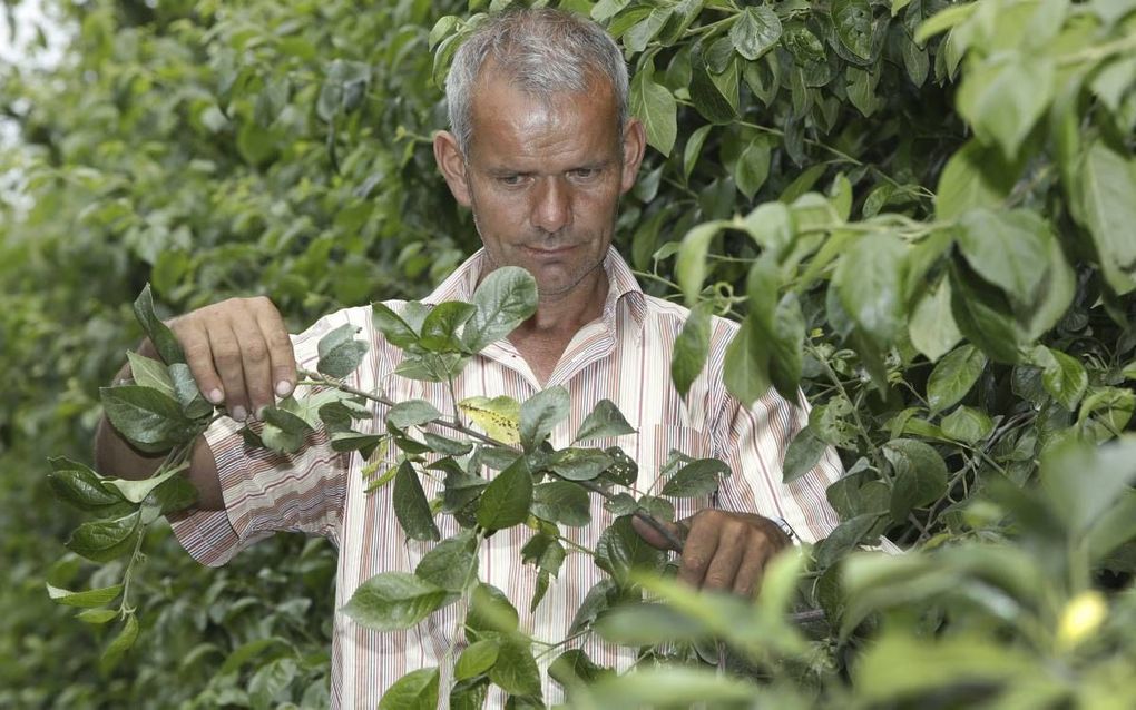 Door vorstschade voorziet fruitteler Frederik Bunt in Slijk-Ewijk 30 procent minder oogst. beeld VidiPhoto