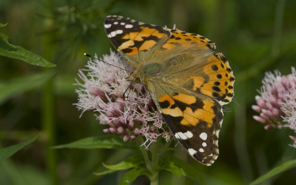Distelvlinder. beeld Wikimedia