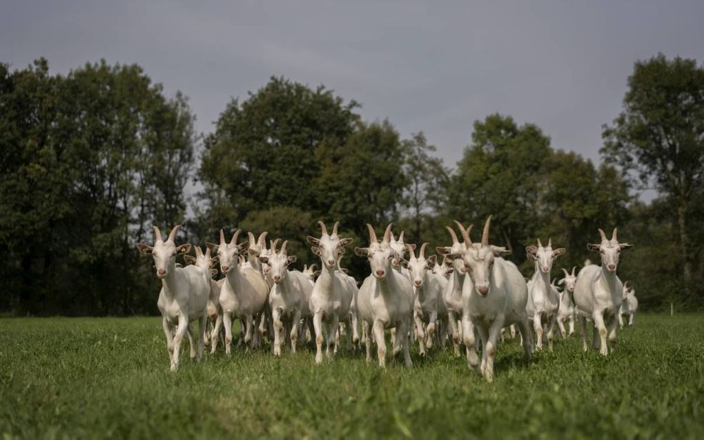 beeld Gert van den Bosch