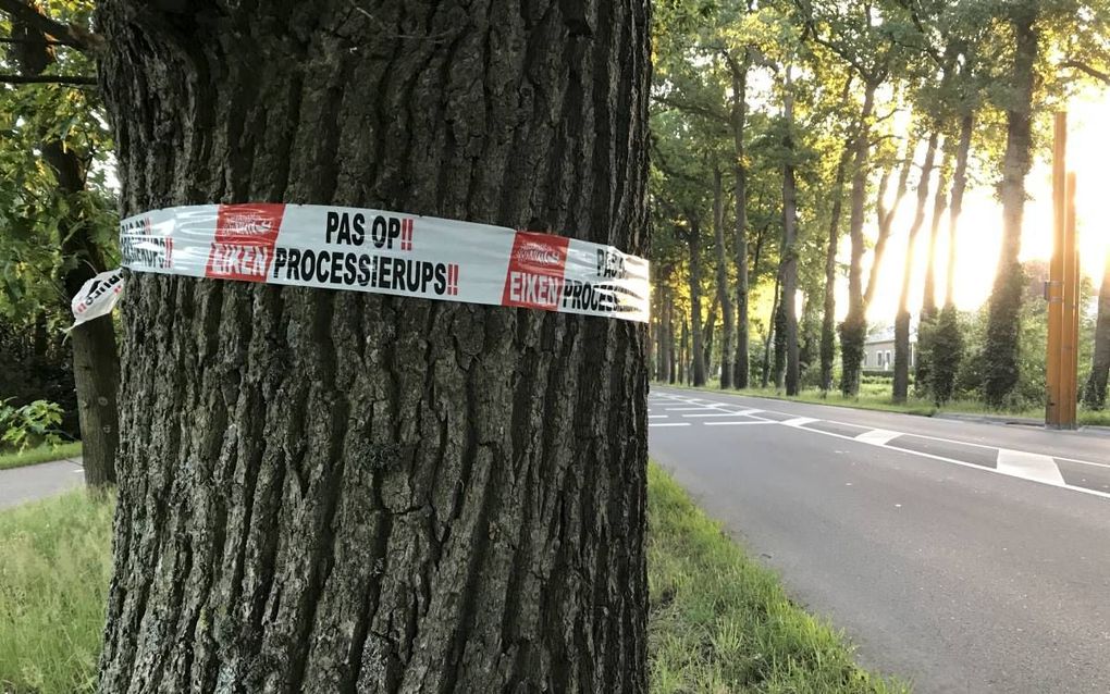 De eikenprocessierups zorgt opnieuw voor veel overlast. Hoveniersbedrijven zijn druk met wegzuigen van nesten langs fietspaden en andere plaatsen waar veel mensen komen. beeld RD