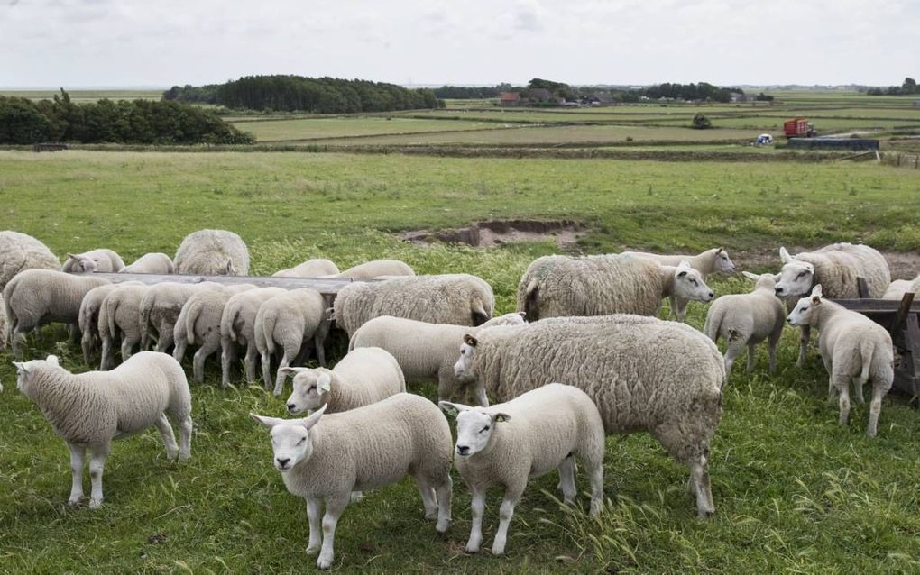 Uitzicht vanaf de Hoge Berg op Texel. Schapen en tuinwallen kenmerken al eeuwenlang het landschap rond Den Burg. beeld RD, Anton Dommerholt