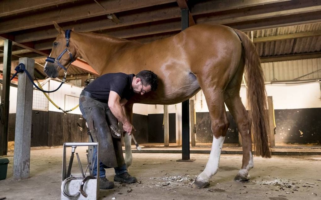 RENSWOUDE. Een paard beslaan is millimeterwerk. beeld Niek Stam