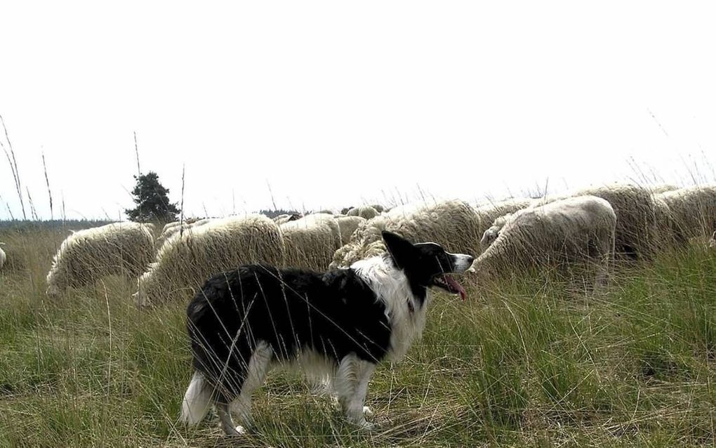 Schaapherdershond Joss (foto) nam het hazenpad nadat toeristen met tien drones over de hei bij Elspeet gingen vliegen. beeld Facebook