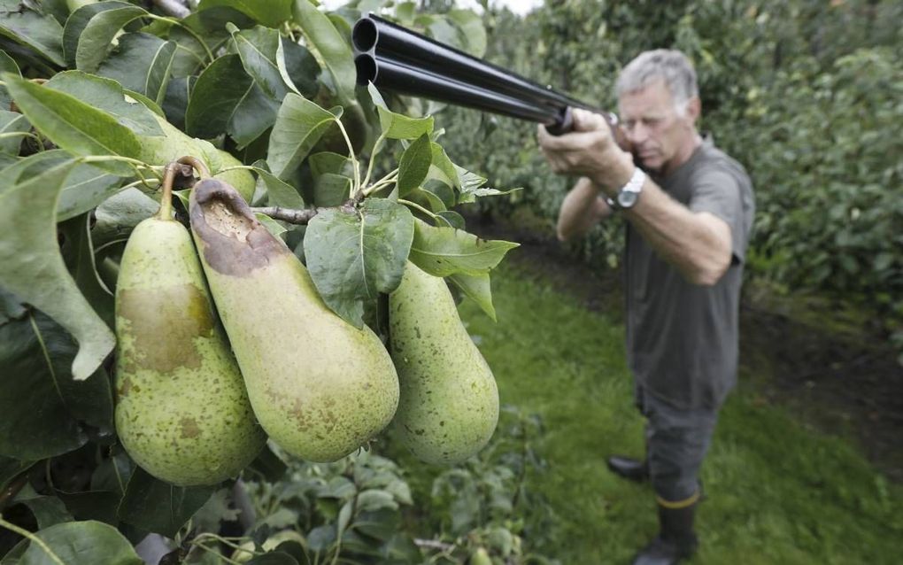 Fruitteler Piet van Bentum uit Driel schiet regelmatig op kraaien, roeken en kauwen die zijn peren verruïneren. beeld VidiPhoto